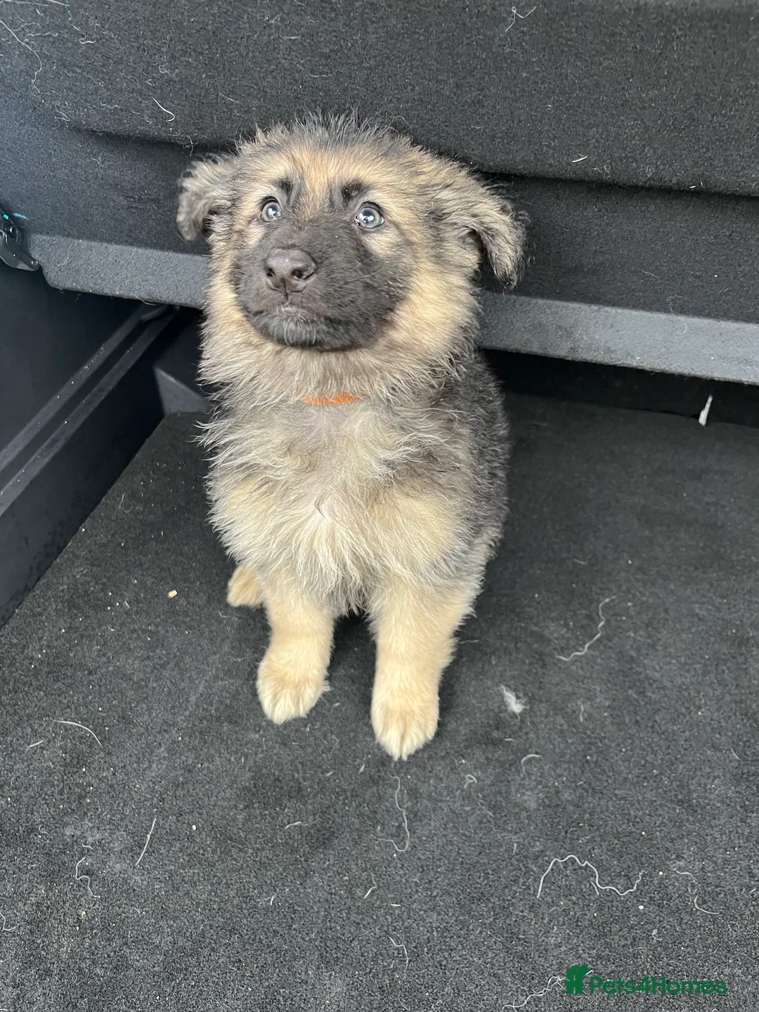 German Shepherd dogs for sale: Beautiful KC Reg Straight Back German Shepherds🐾 - Advert 4