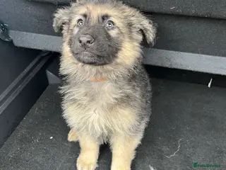 German Shepherd dogs Beautiful KC Reg Straight Back German Shepherds🐾 - Advert 1