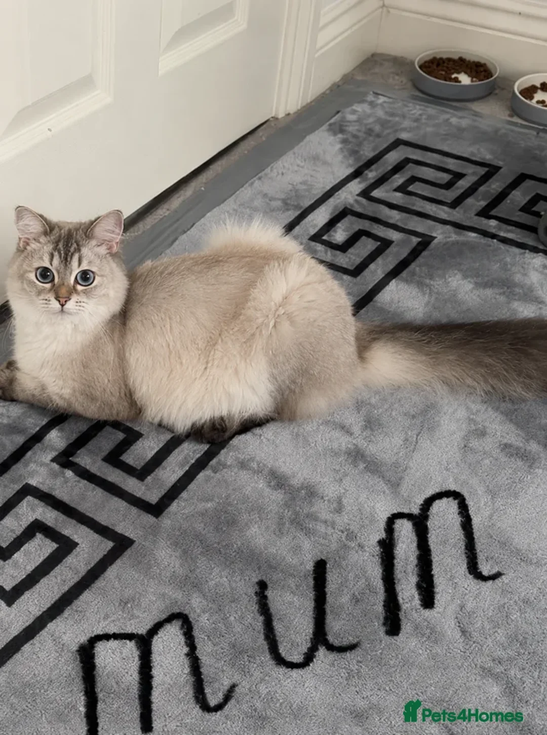 British Longhair cats for sale: Beautiful GCCF Registered British Girl  - Advert 2