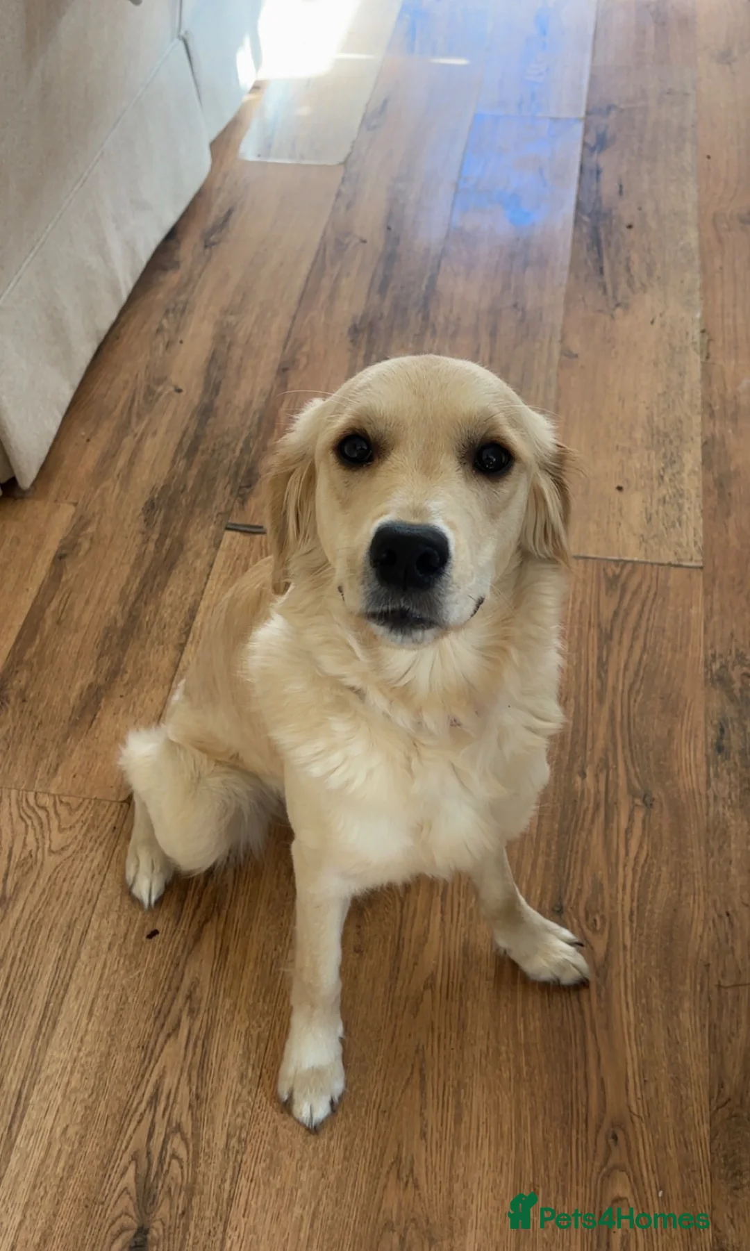 Golden Retriever dogs for sale: Lillie – 1-Year-Old KC Registered Retriever 🐾 in Cheltenham - Advert 2