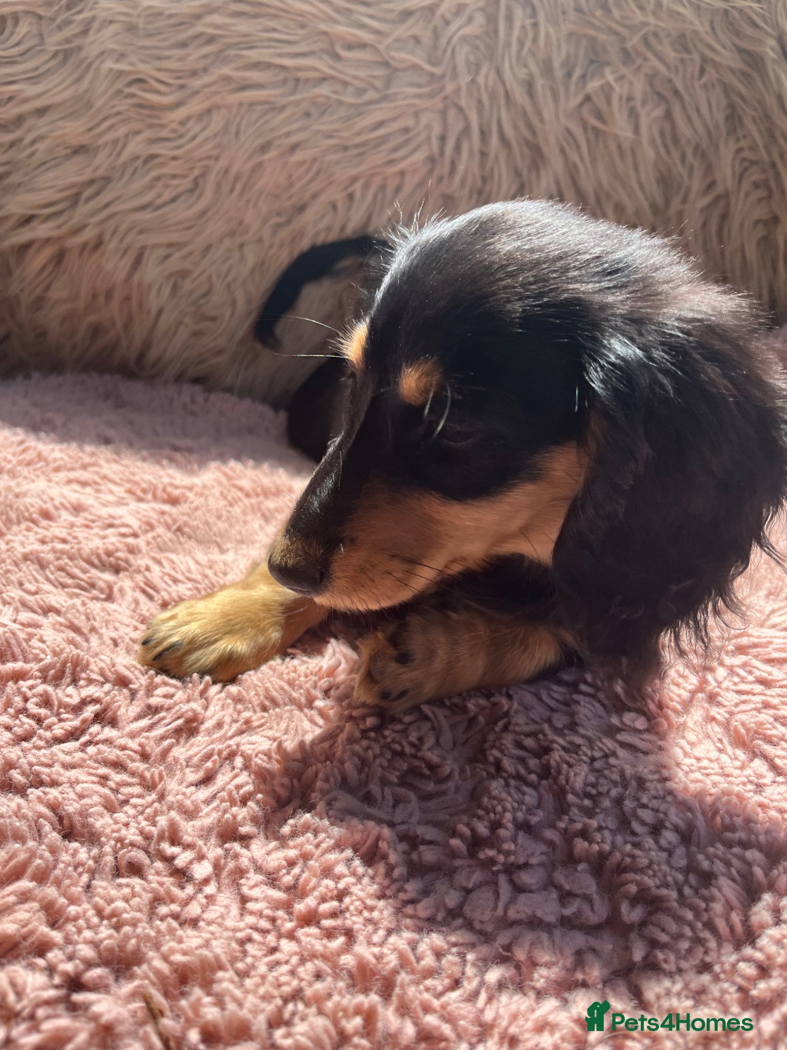 Miniature Dachshund dogs Kc reg long hair mini dachshunds dna parents  - Advert 15