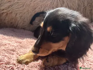 Miniature Dachshund dogs Kc reg long hair mini dachshunds dna parents - Advert 18