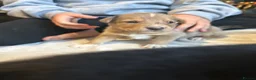 Mixed Breed dogs for sale: Staffy x husky puppies READY TO LEAVE - Advert 16