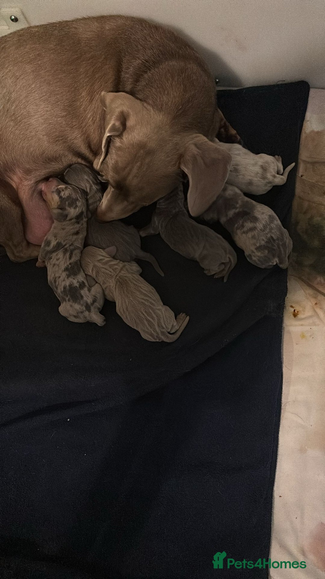 Dachshund dogs for stud: Kc Miniature smooth dacshund stud in Brierley Hill - Advert 18