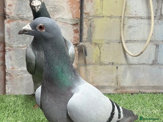 Pigeons birds for sale - Advert 1