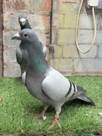 Pigeons birds - Advert 1