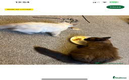 Ragdoll cats for sale: Stunning rare mink ragdoll kitten  - Image 3