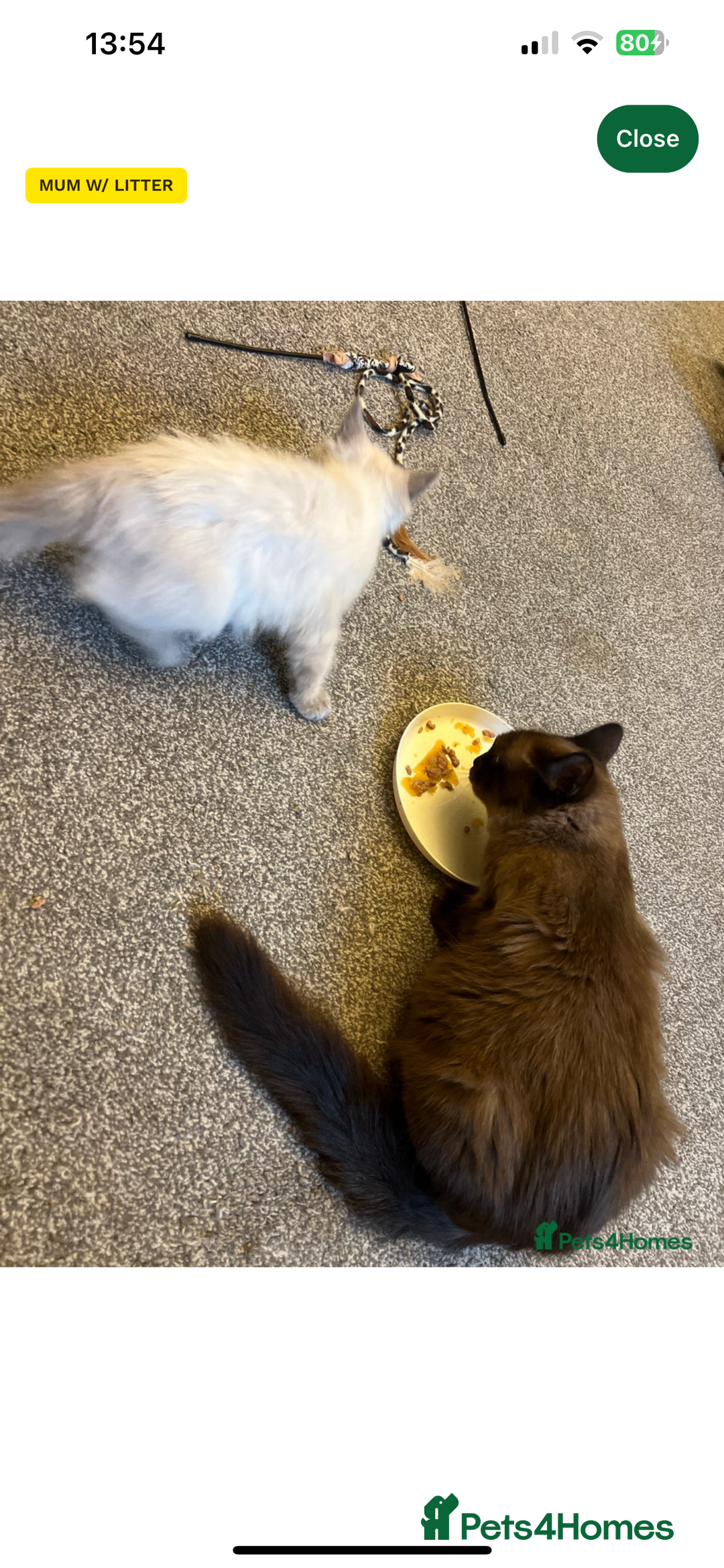 Ragdoll cats for sale: Stunning rare mink ragdoll kitten  - Image 3