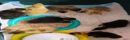 Ducks poultry for sale: Ducklings Cayuga Indian Runner in Boston - Advert 2