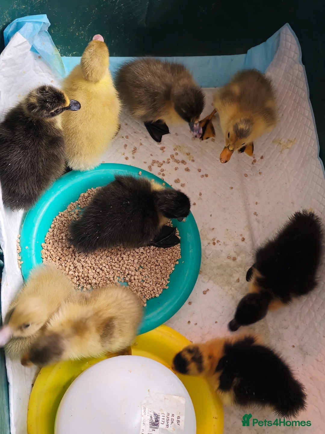 Ducks poultry for sale: Ducklings Cayuga Indian Runner in Boston - Advert 2