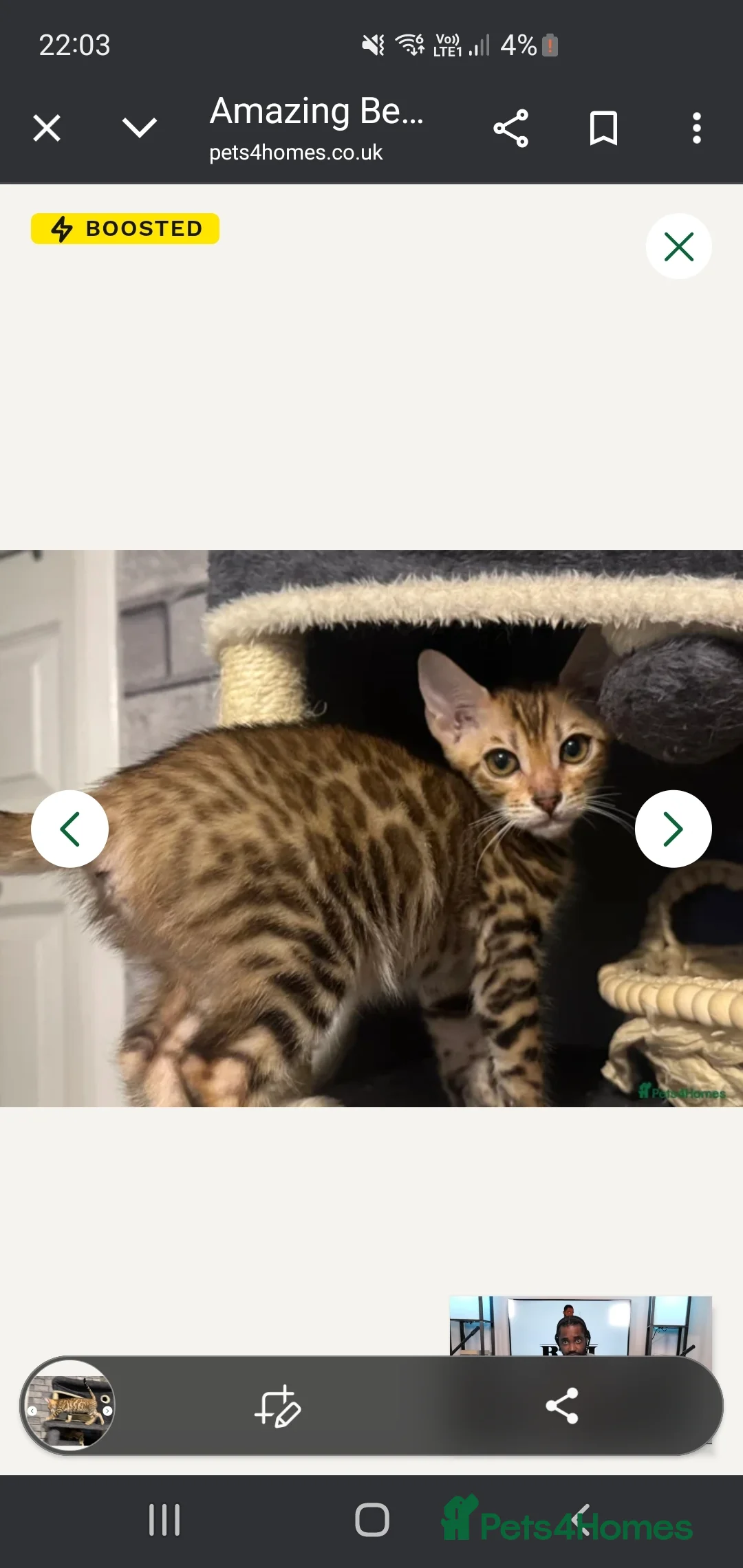 Bengal cats for sale: BEAUTIFUL PEDIGREE BENGAL GIRL! - Advert 3