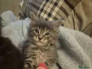 Maine Coon cats 2 stunning Maine Coon boy n girl for sale 🥰 - Advert 3