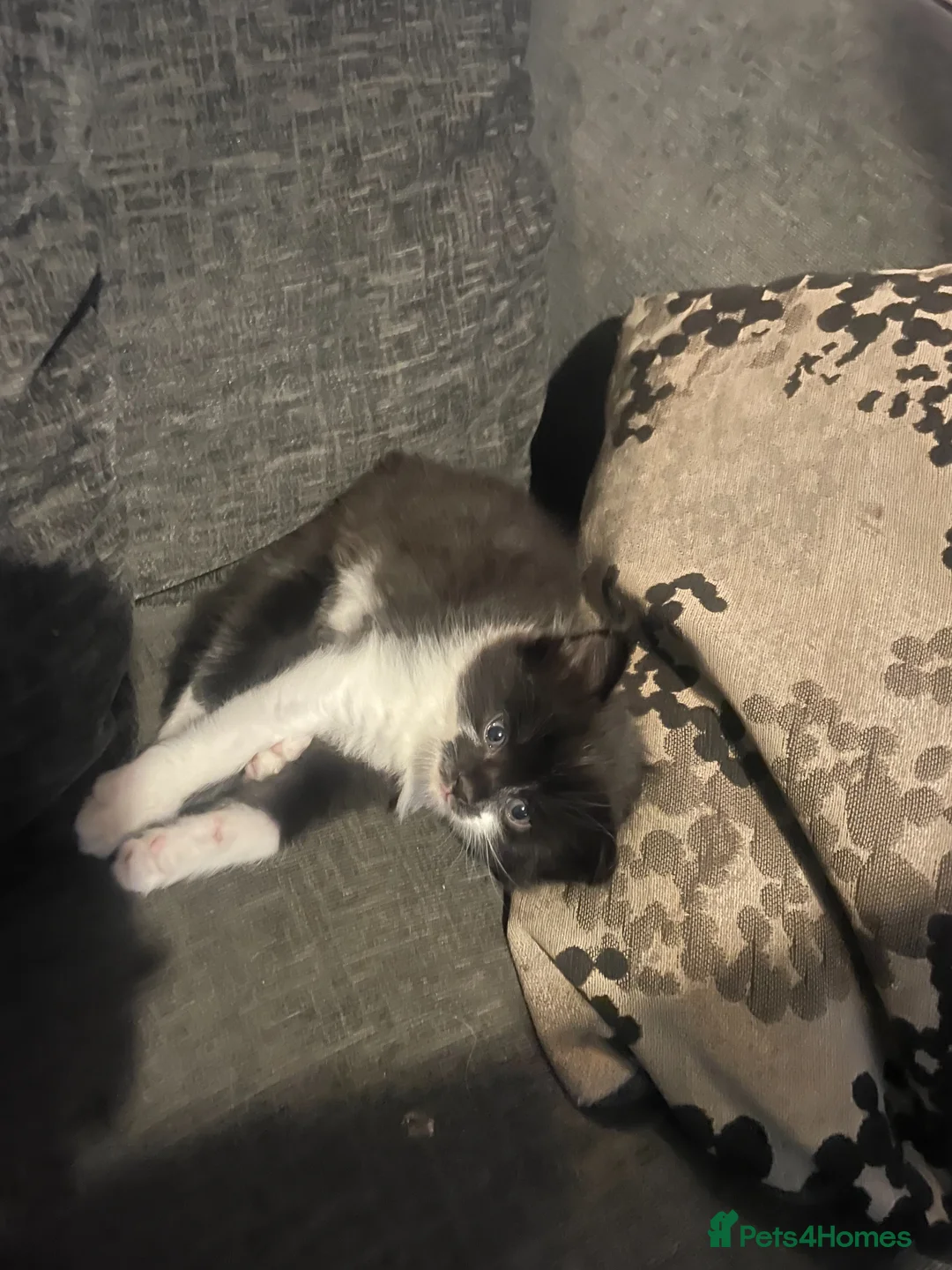 Mixed Breed cats for sale: Kittens looking for forever homes - Advert 5