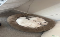 Ragdoll cats for sale: 😍 RARE BLUE LYNX POINT BICOLOR ENTIRE MALE 😍 - Image 6