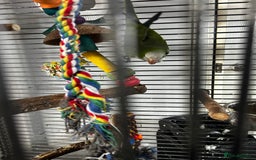 Parakeets birds for sale: 2 beautiful Quaker parrots with cage  - Image 3