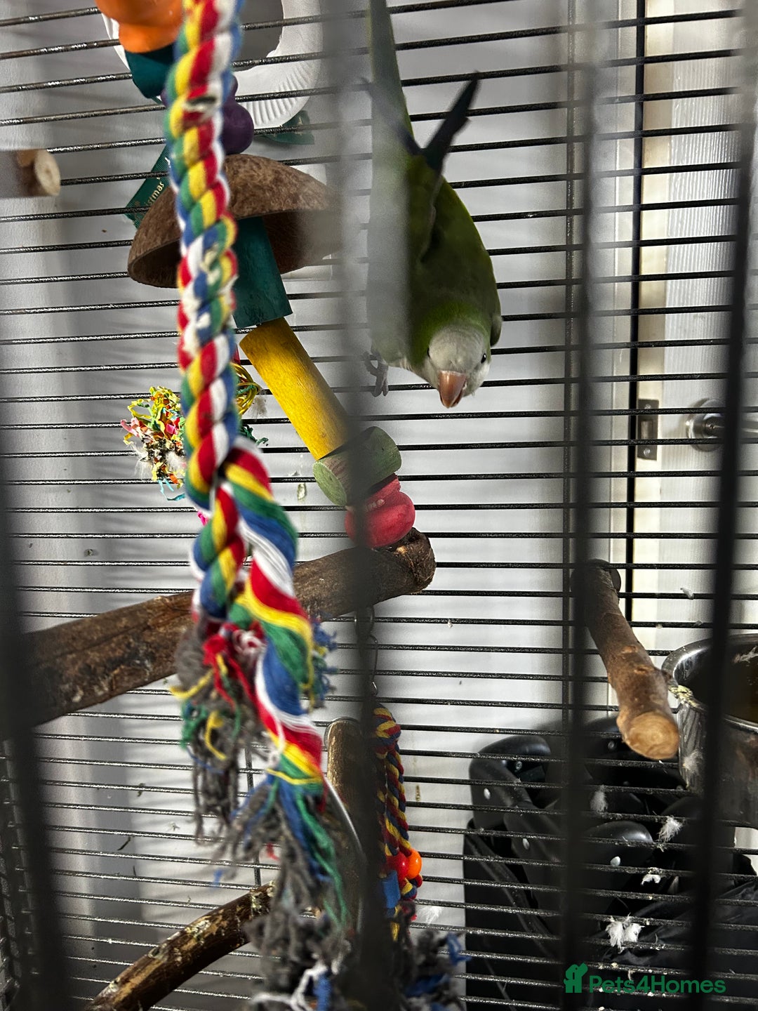 Parakeets birds for sale: 2 beautiful Quaker parrots with cage  - Image 3