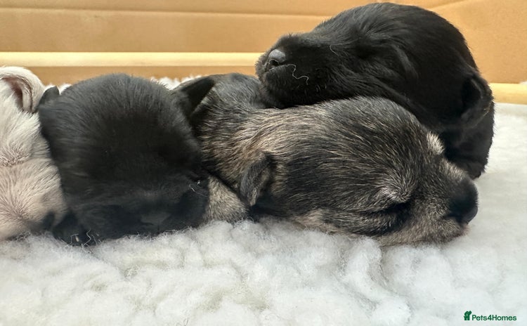 Miniature Schnauzer dogs - Advert 1