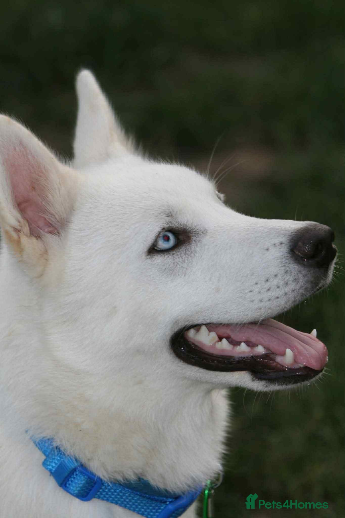 Siberian Husky dogs Stunning Pedigree Siberian Husky Male - Advert 7