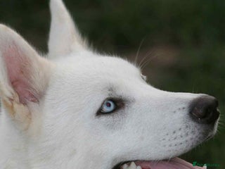 Siberian Husky dogs Friendly Siberian Husky Male - Advert 12