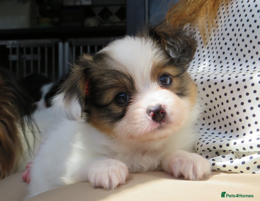 Papillon dogs for sale: 3 lovely Papillon boys  - Image 4
