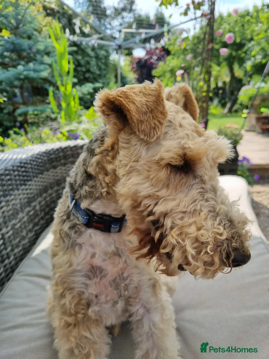 Fox Terrier dogs for sale: Wirehaired Fox Terrier Male - Advert 2