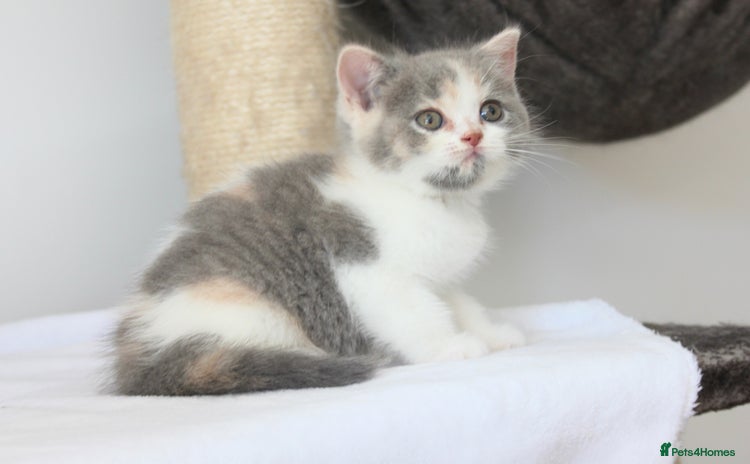 British Shorthair cats - Advert 13