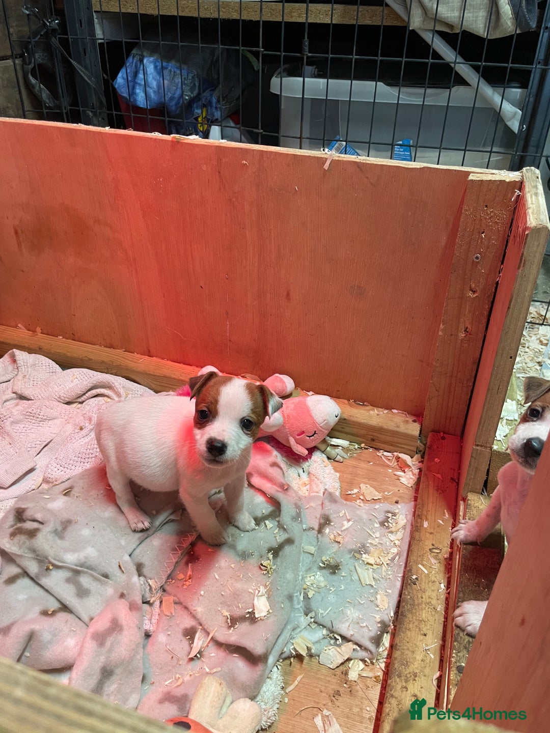 Jack Russell dogs for sale: 5 lovely Jack Russell puppies  - Advert 7