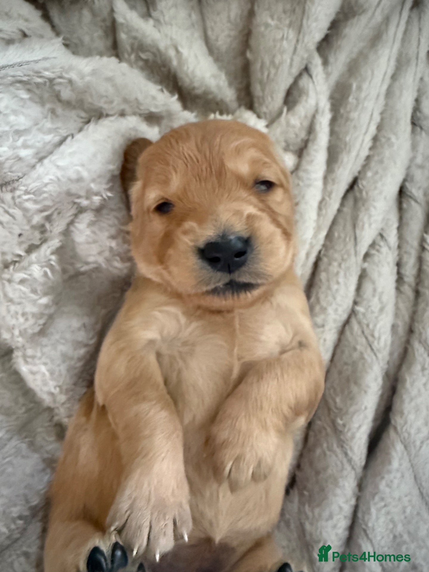 Golden Retriever dogs LAST GIRL LEFT! PUPPIES FOR SALE - Advert 2