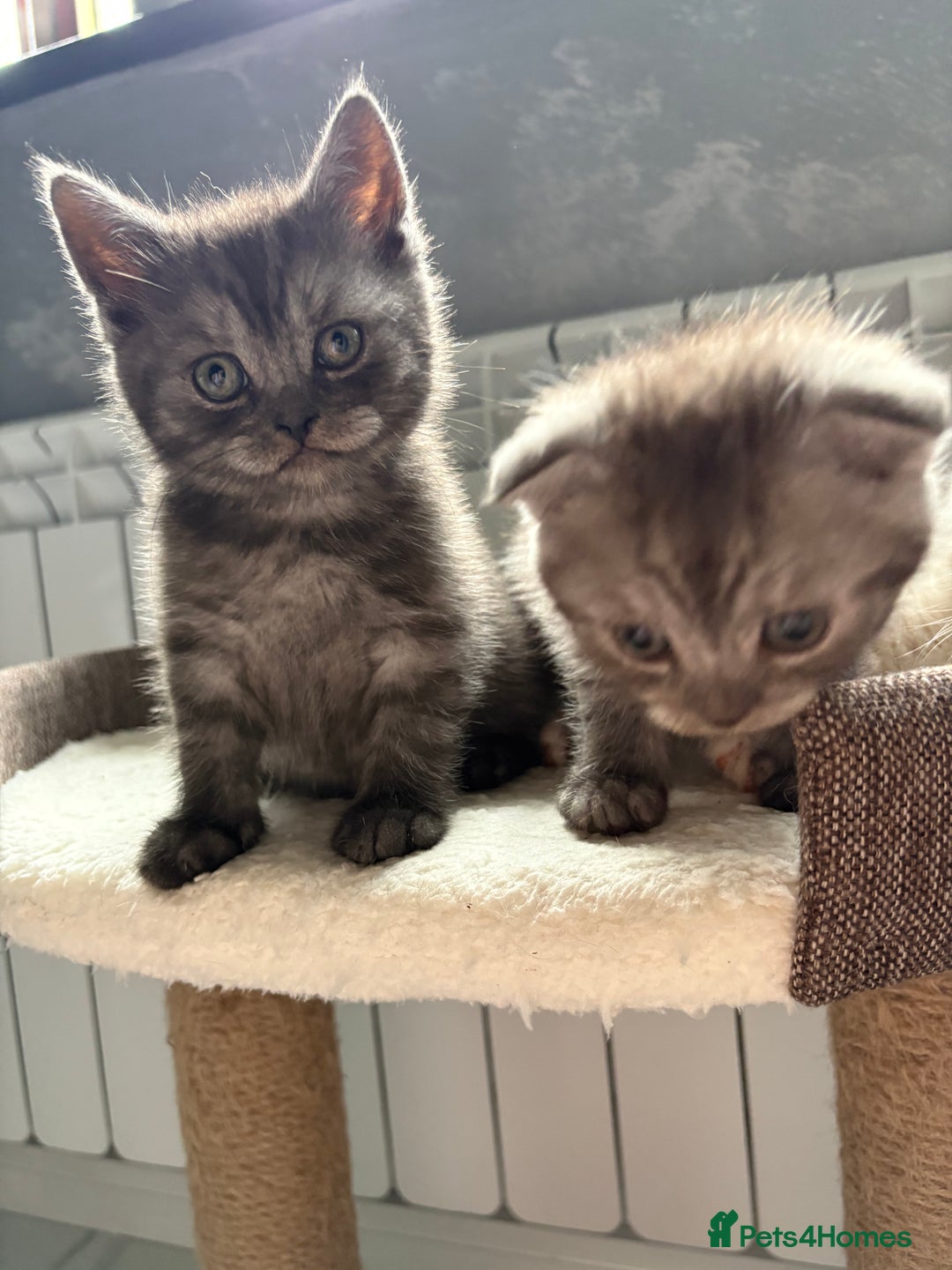 Scottish Fold cats for sale: Scottish fold kittens ready to find new homes - Image 36