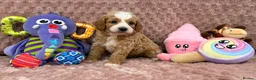 Cavapoo dogs for sale: Stunning F1B Cavapoos FULLY DNA health tested - Advert 31