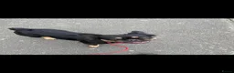 French Bulldog dogs for sale: Fluffy Frenchies - Advert 16