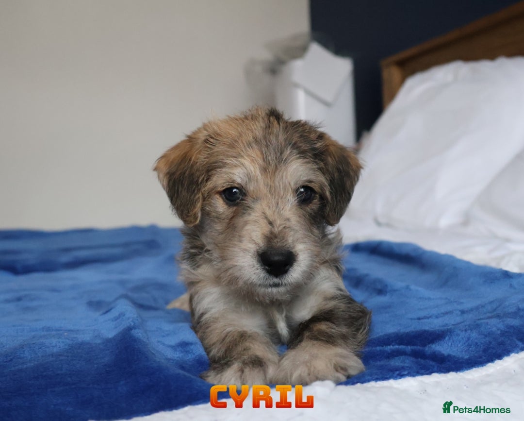 Mixed Breed dogs for sale: Parson Russell Cross Puppies  - Image 31