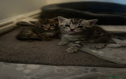Bengal cats for sale: One remaining Male Bengal for sale - Image 6