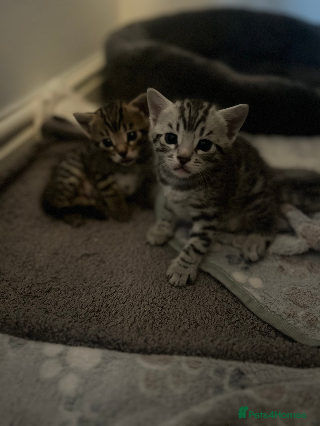 Bengal cats for sale: One remaining Male Bengal for sale - Image 6