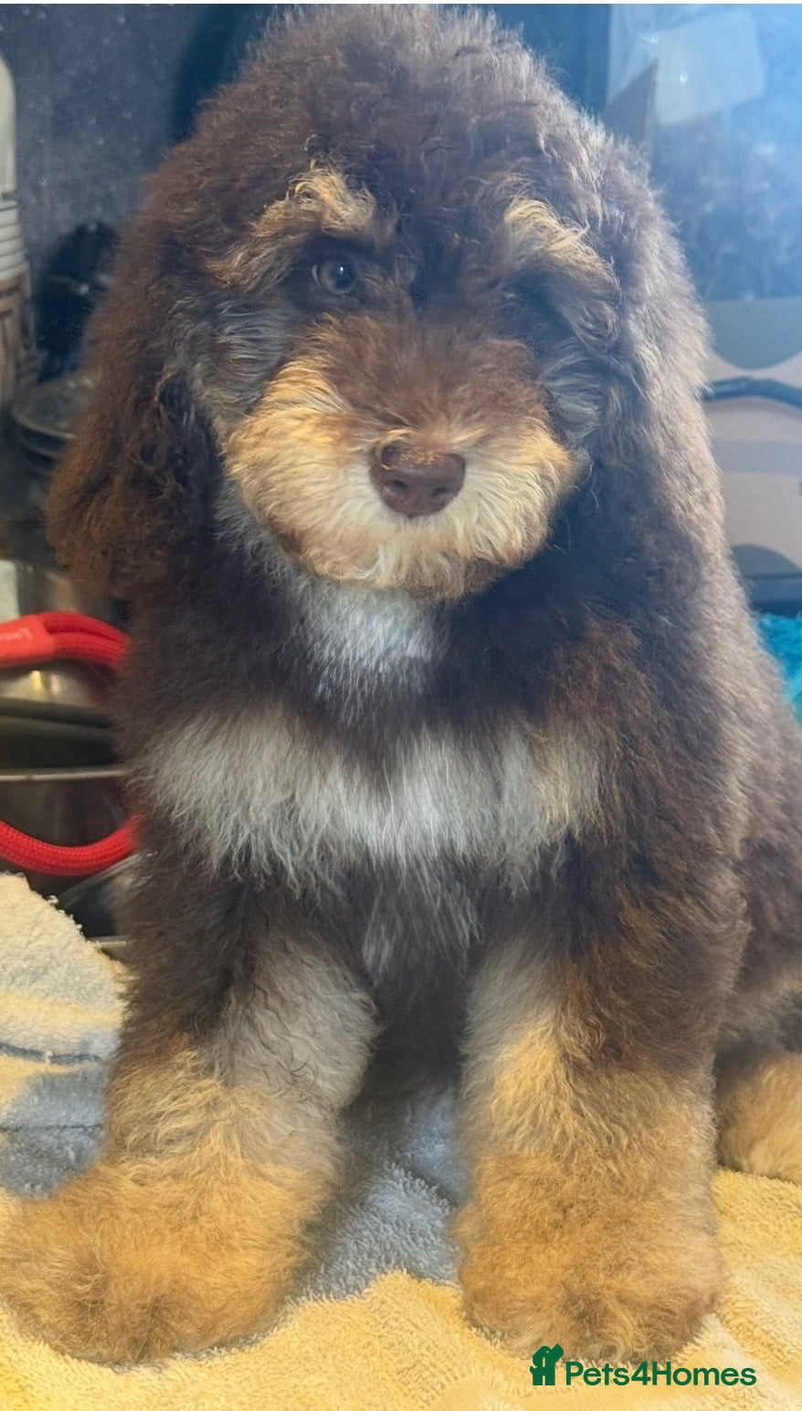 Cavapoo dogs for sale: Fully health tested Cavapoo pups  - Advert 1