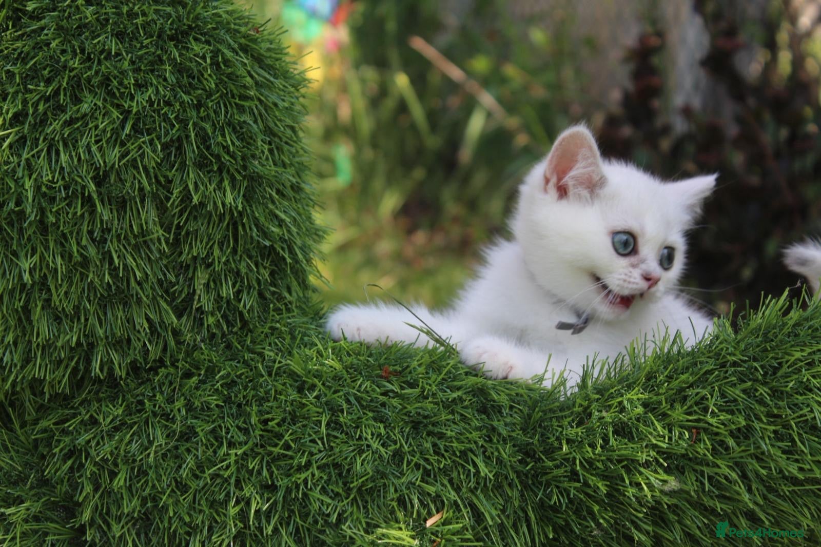 British Shorthair cats 😻TICA British Shorthair kitten only 1 boy left  - Advert 2