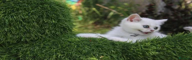British Shorthair Kitten 2