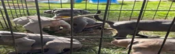 Weimaraner dogs for sale: Kc Weineramer pups  in Ashford - Advert 10