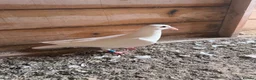 Pigeons birds for sale: Logan pigeons for sale  - Advert 3