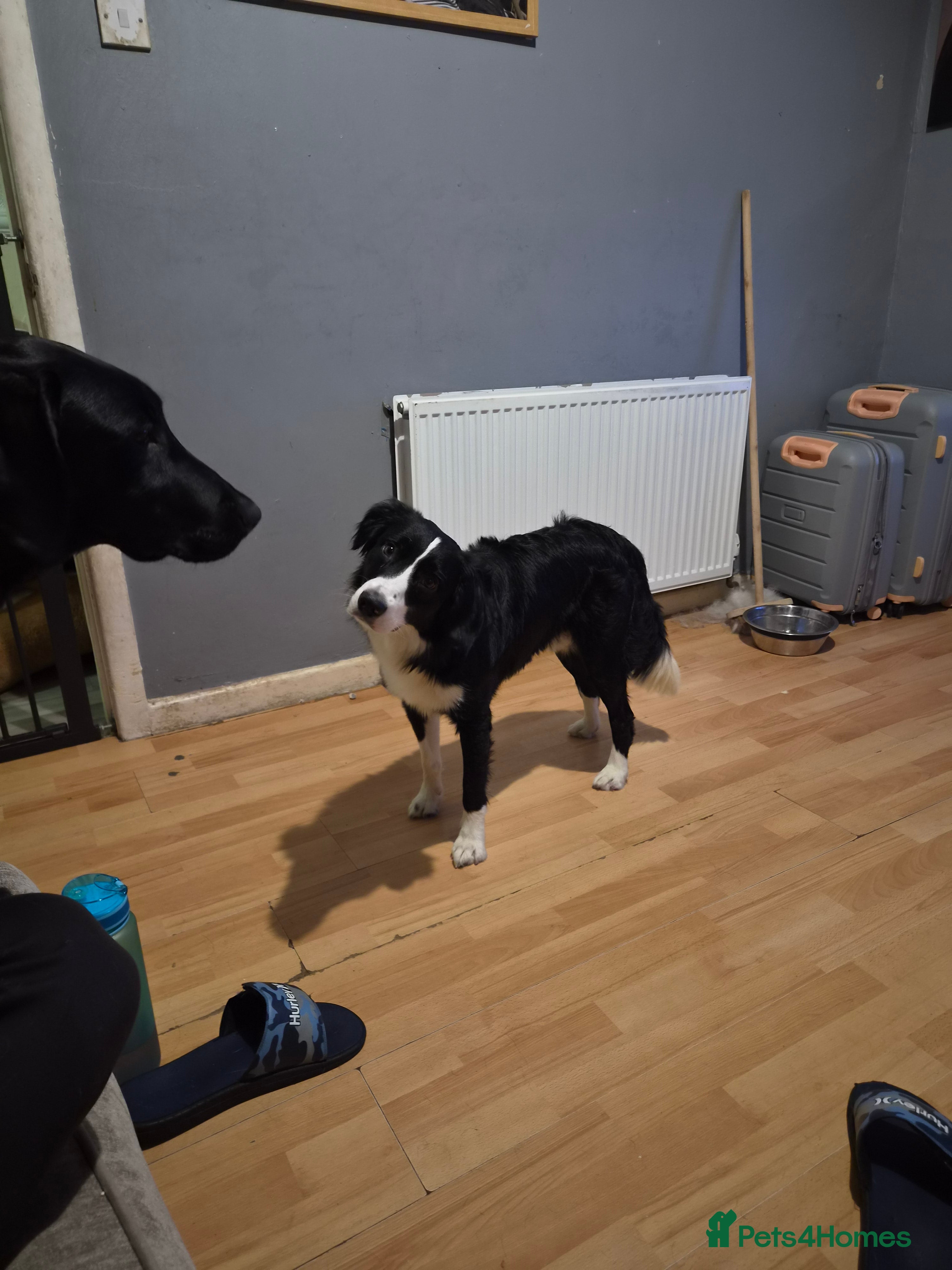 Border Collie dogs 2 year old Border collie - Advert 1