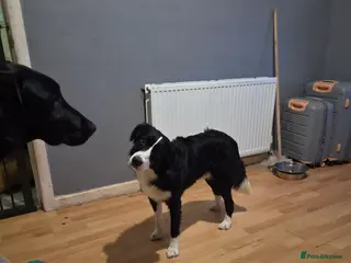 Border Collie dogs 2 year old Border collie - Advert 1