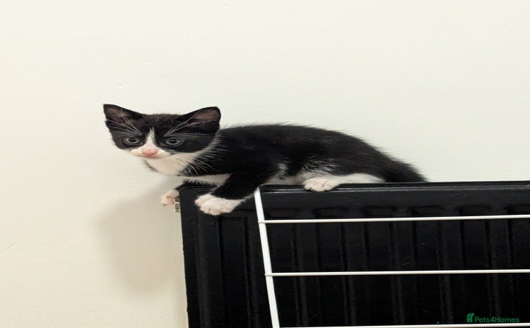 British Shorthair cats - Advert 15