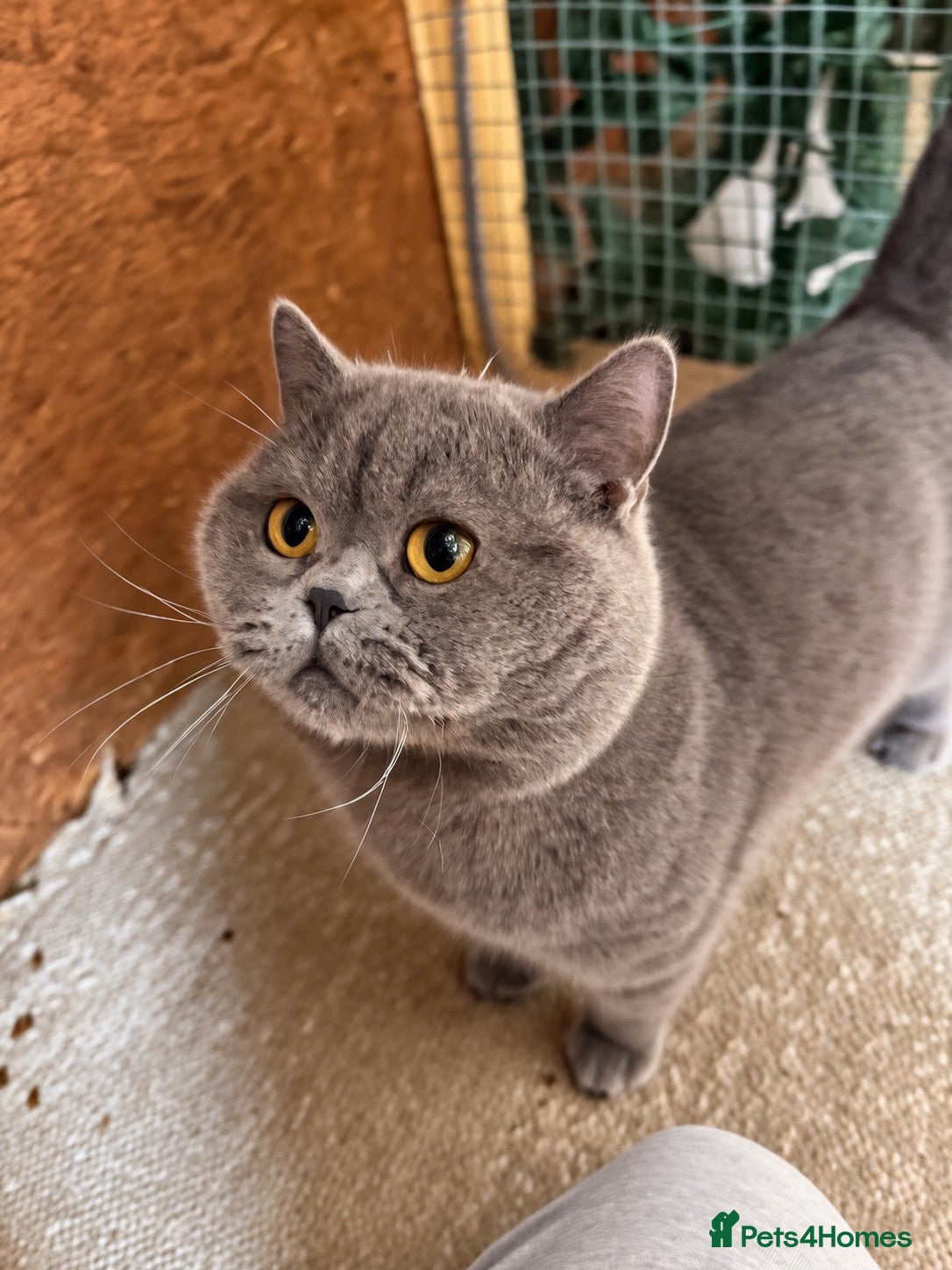 British Shorthair cats 💙 Proven BSH Blue Stud – “Teddy” 💙 - Advert 1