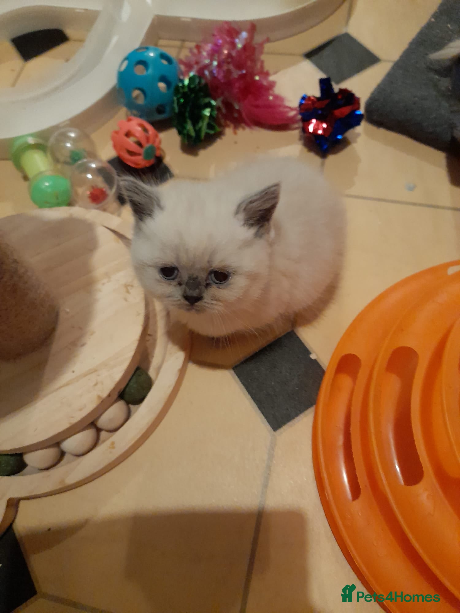 British Shorthair cats British shorthair kittens - Advert 3