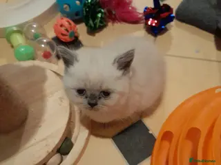 British Shorthair cats British shorthair kittens - Advert 1