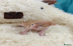 Cornish Rex cats for sale: Cornish Rex kittens available to reserve. - Image 2