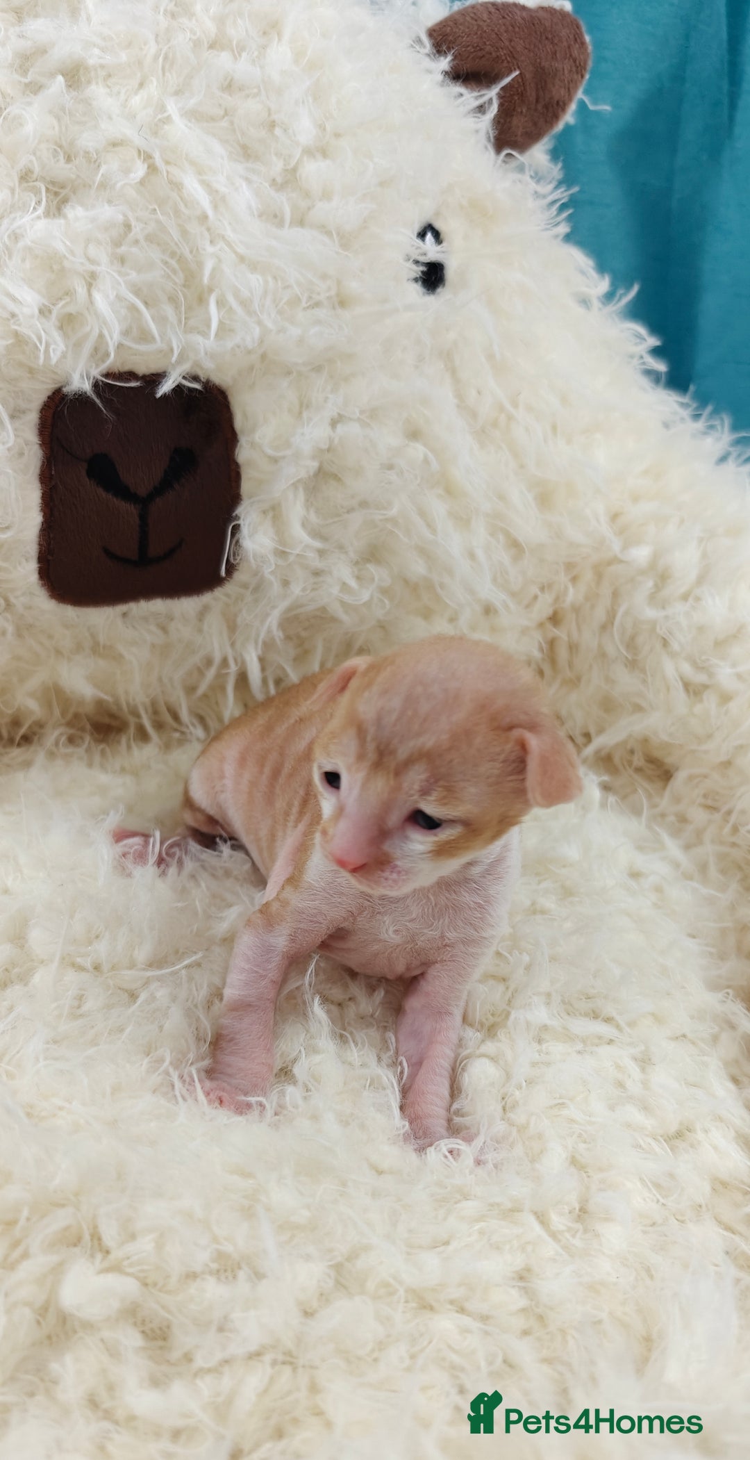 Cornish Rex cats for sale: Cornish Rex kittens available to reserve. - Image 2