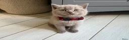 British Shorthair cats for sale: GCCF and TICA Registered British Shorthair Kittens - Advert 6