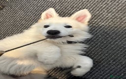 German Shepherd dogs for sale: Very special, super WHITE, LONG HAIRED GSD pups  - Image 13