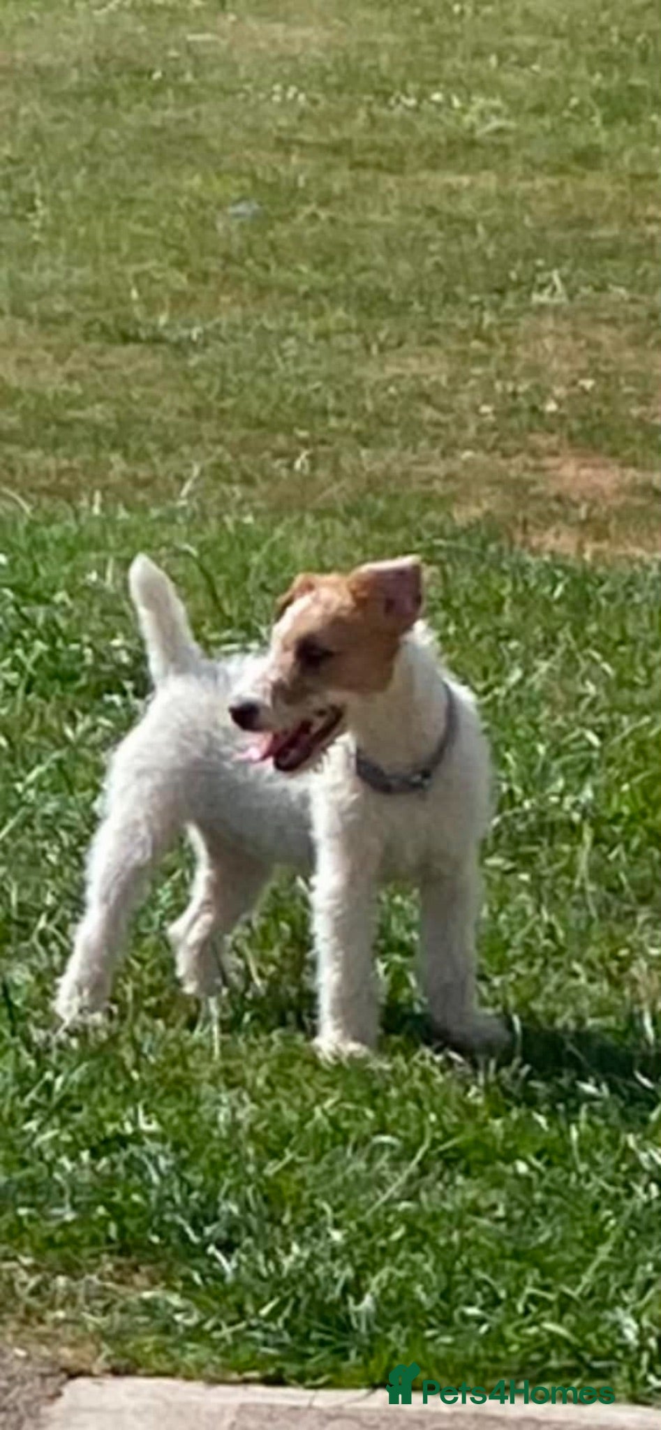 Lakeland Terrier dogs White lakeland - Advert 12